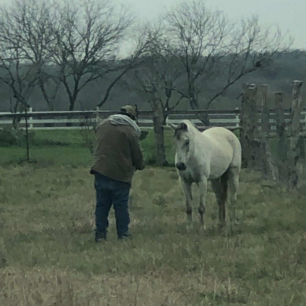 Free Horse  Jessehipolito  call 512) 995-0051